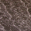  Tali (Sandhills) Lilly Kelly Napangardi 2006 Acrylic on Canvas